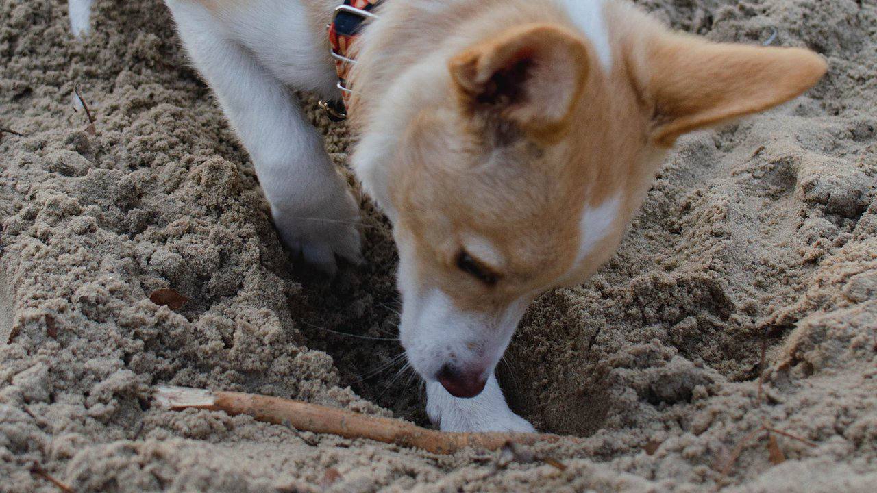 Mitä tarkoittaa, jos koirasi kaivaa kuoppia puutarhaan, ja miten ratkaista tämä ongelma?