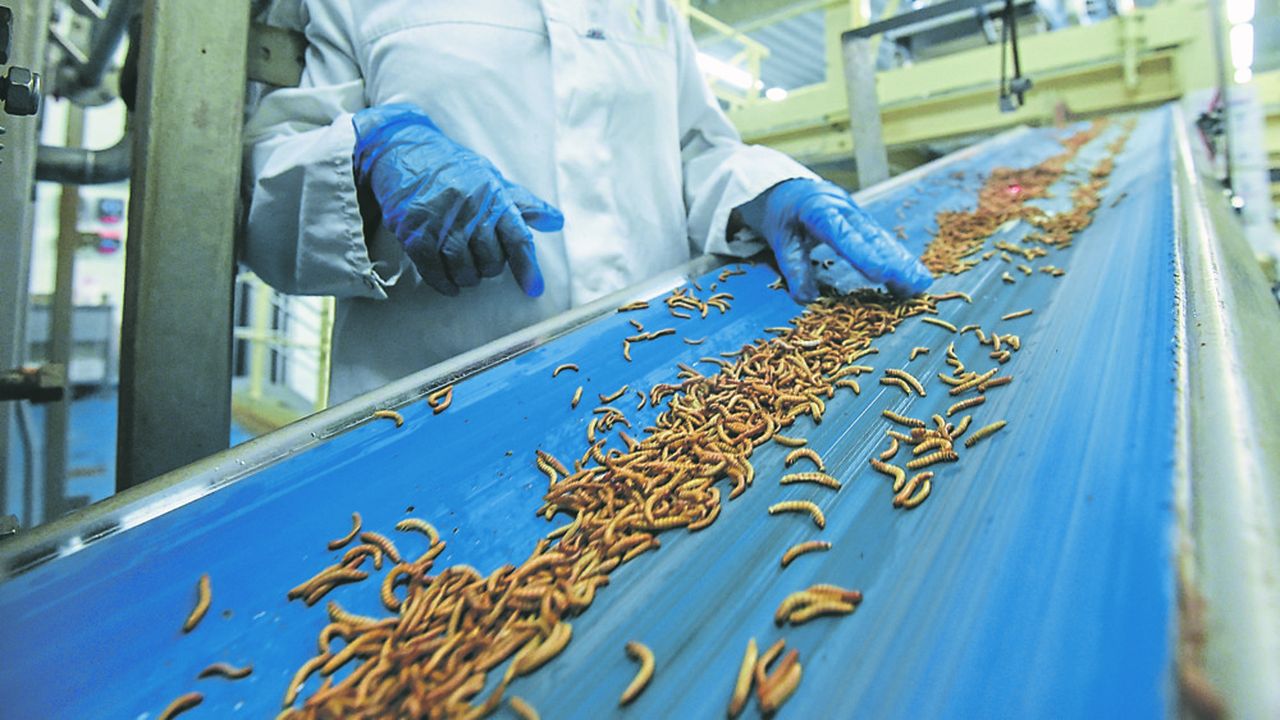 Euroopan suurin hyönteisten kasvatuslaitos proteiinin tuotantoa varten on mennyt konkurssiin huolimatta lähes 200 miljoonan euron valtiontuesta.