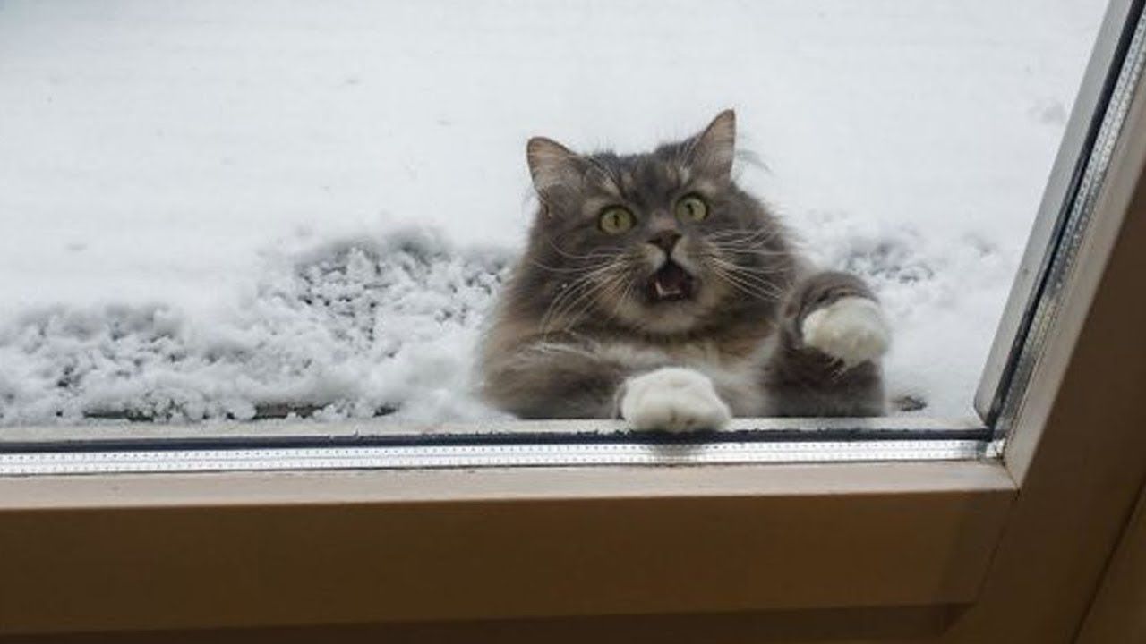 Missä lämpötilassa kissasi todella alkaa kärsiä kylmästä?