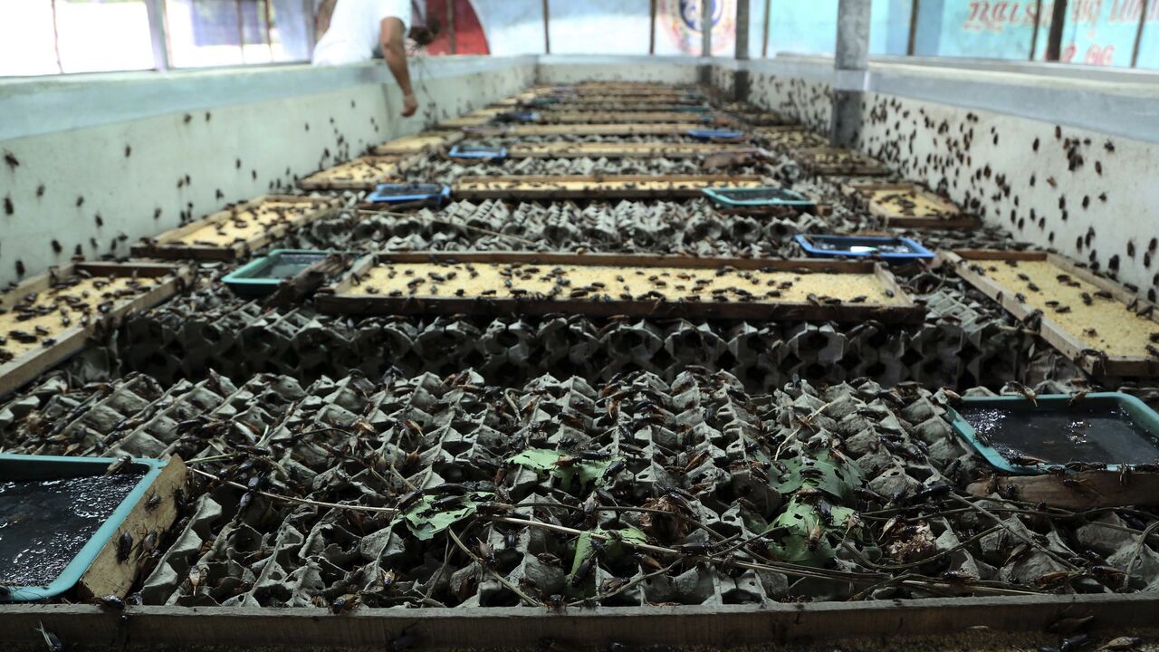 Euroopan suurin hyönteisten kasvatuslaitos proteiinin tuotantoa varten on mennyt konkurssiin huolimatta lähes 200 miljoonan euron valtiontuesta.