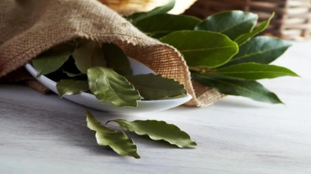 Laakerinlehden ja ruokasoodan sekoittaminen: mihin se on hyödyllistä ja miksi sitä suositellaan.