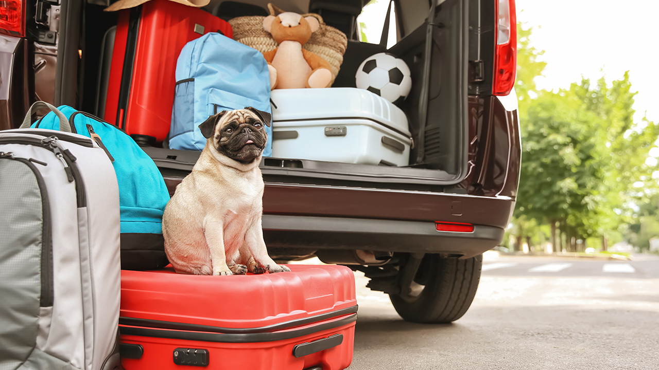 Asiantuntijoiden 7 vinkkiä koirien ja kissojen kanssa matkustamiseen.