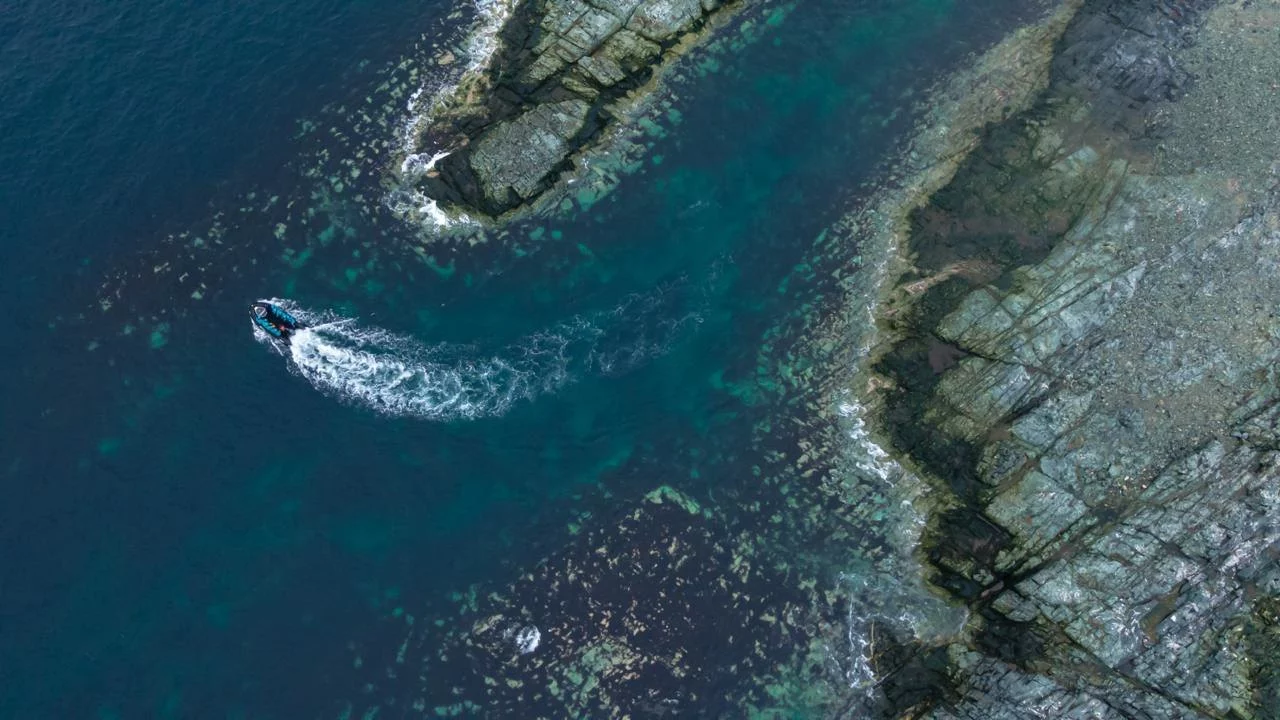Tutkijat ovat huolissaan meren käyttäytymisestä: "En edes tiedä, onko sopivaa...