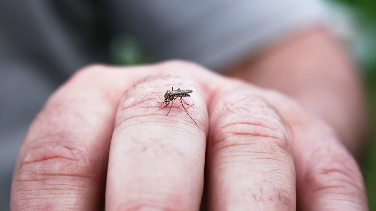 Zoologian maailmassa on vahvistettu sensaatiomainen löytö: tässä maassa on ensimmäistä kertaa löydetty hyttysiä.