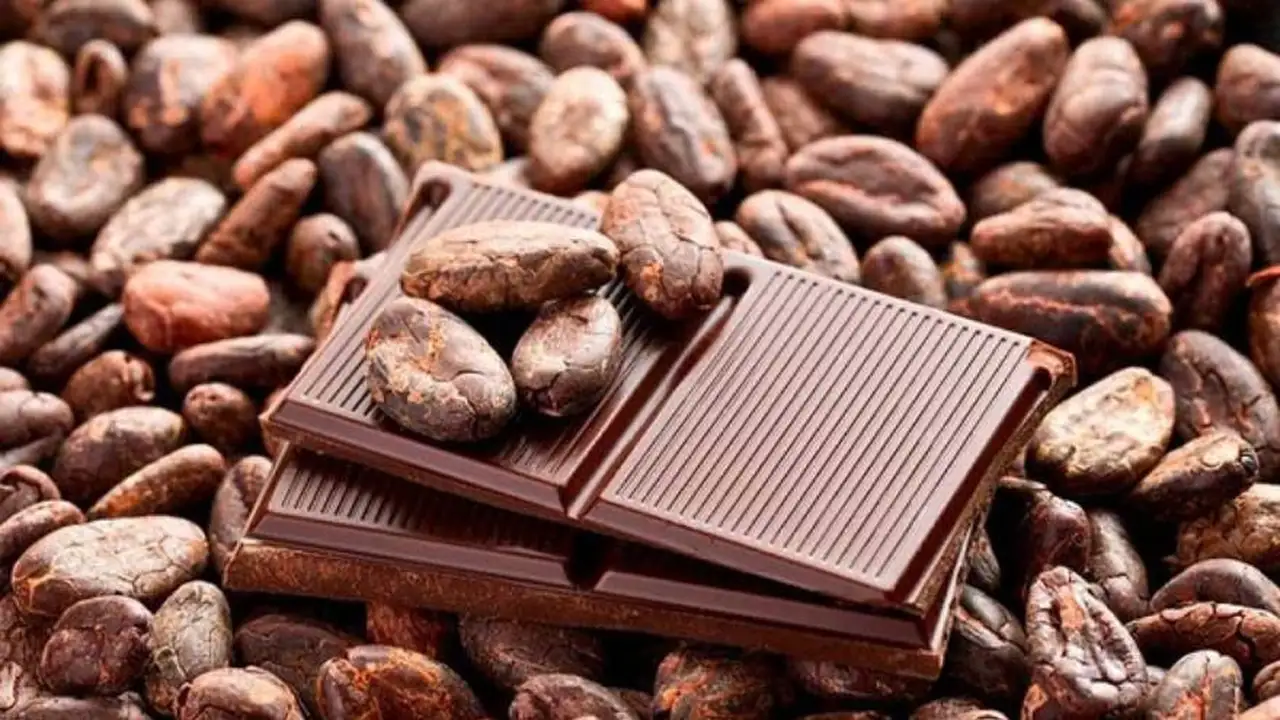 Suunnitelma kasvattaa atsteekkien ”valuuttaa” omassa takapihassa ja valmistaa suklaata maissintähkistä.