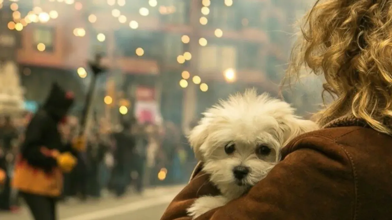 Ei rauhoittavia lääkkeitä, ei lääkkeitä: kuinka estää koirasi hermostuneisuus uudenvuodenyönä.