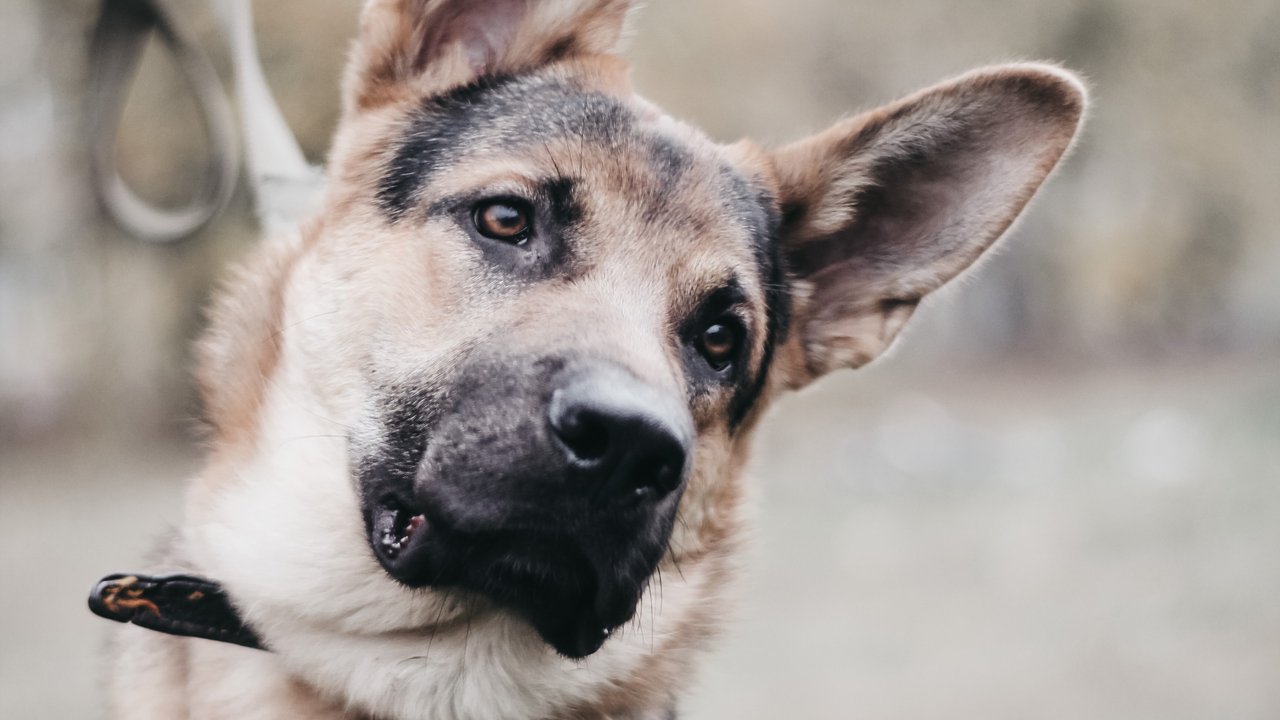 Eläinlääkäri: ”Kun koira kääntää päätään, se tarkoittaa, että se pitää sinun sanojasi erittäin tärkeinä.”