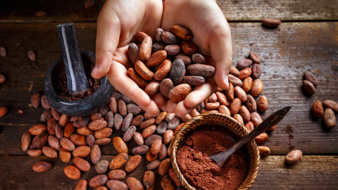 Suunnitelma kasvattaa atsteekkien ”valuuttaa” omassa takapihassa ja valmistaa suklaata maissintähkistä.