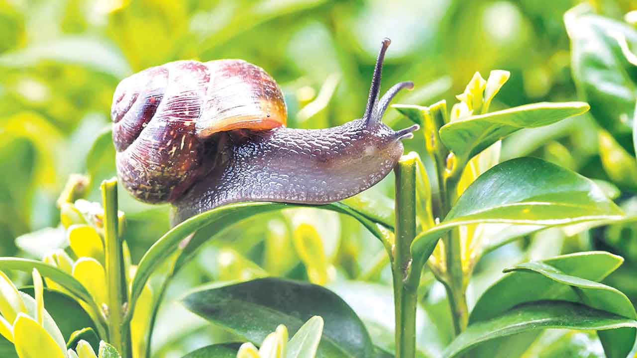 Puutarhanhoitoasiantuntijat tietävät vastauksen: 7 parasta tapaa päästä eroon etanoista ja kotiloista puutarhassasi.