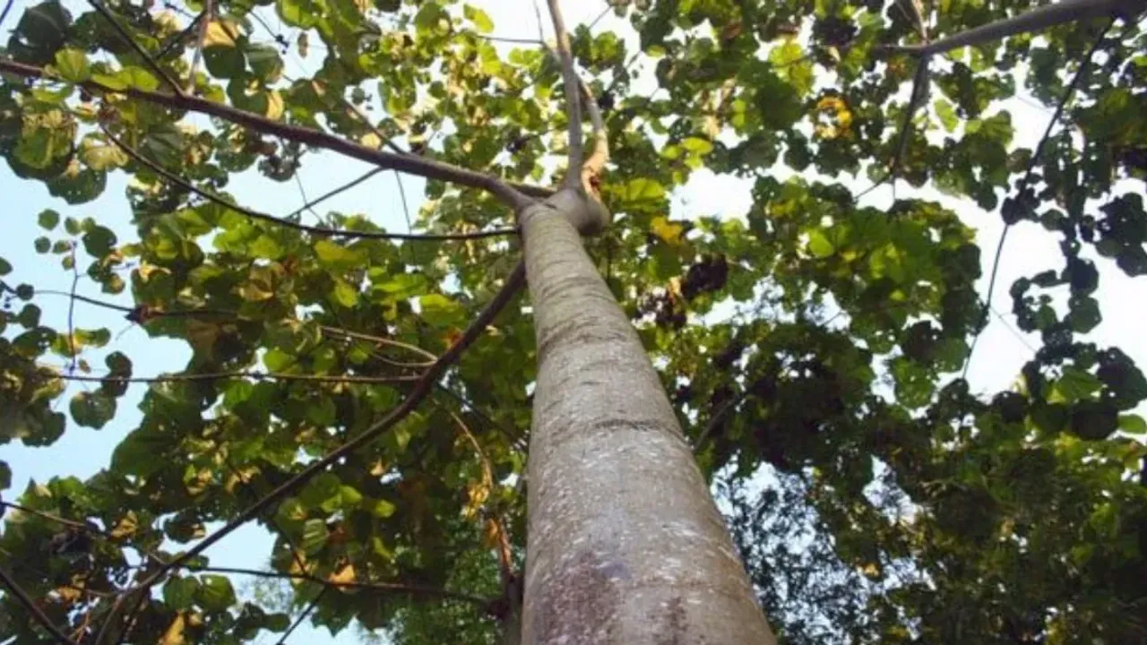 Maailman kestävimmän puun puu kasvaa yhdessä maailman maista.