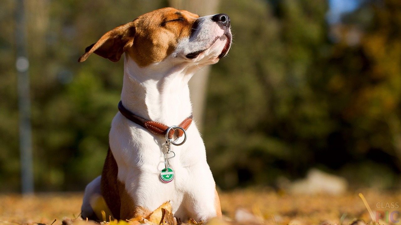 Lämpöhalvaus koirilla ja kissoilla: vinkkejä ennaltaehkäisyyn ja mitä tehdä, jos se tapahtuu.