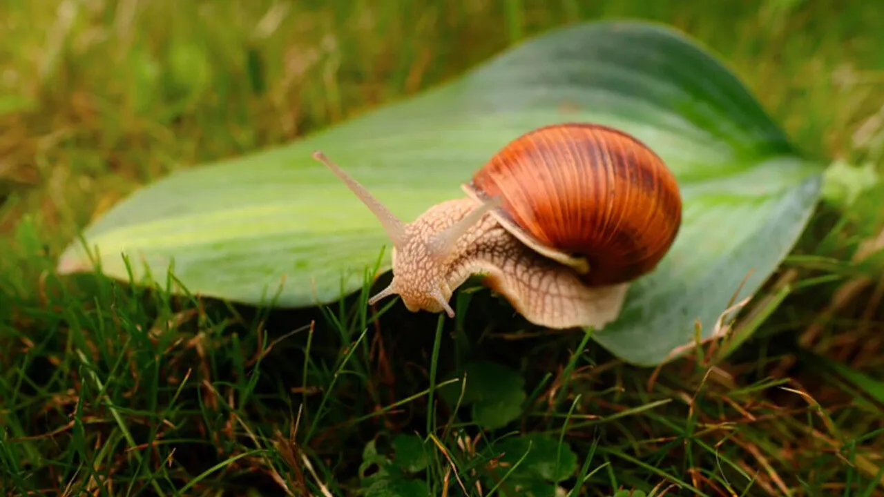 Puutarhanhoitoasiantuntijat tietävät vastauksen: 7 parasta tapaa päästä eroon etanoista ja kotiloista puutarhassasi.