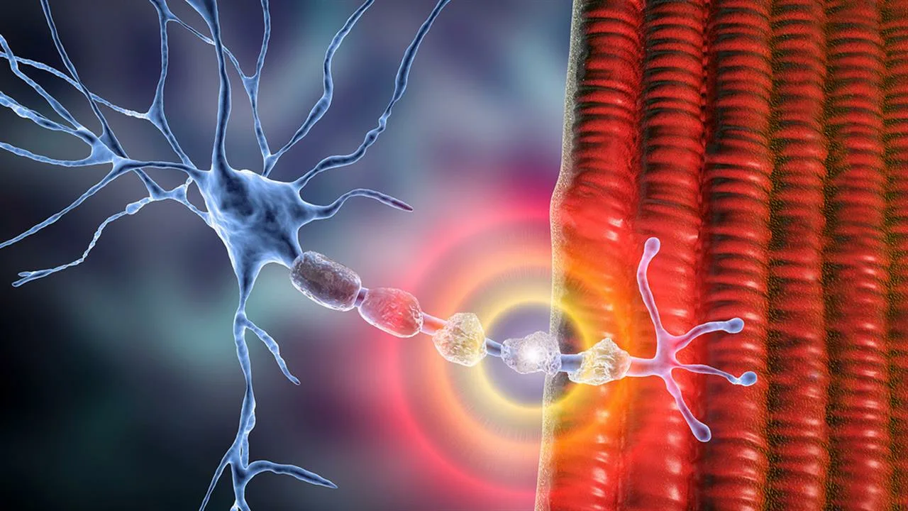 Neuronien suojakerroksen menetys voi johtaa aivojen viestinnän häiriöihin.