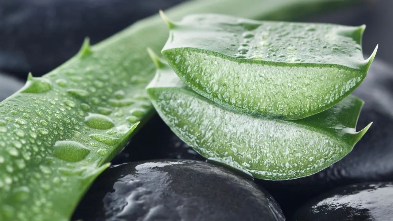 Kuinka tehdä aloe vera -kasvovoide kollageenin tuotannon stimuloimiseksi ja ihon hoitamiseksi.