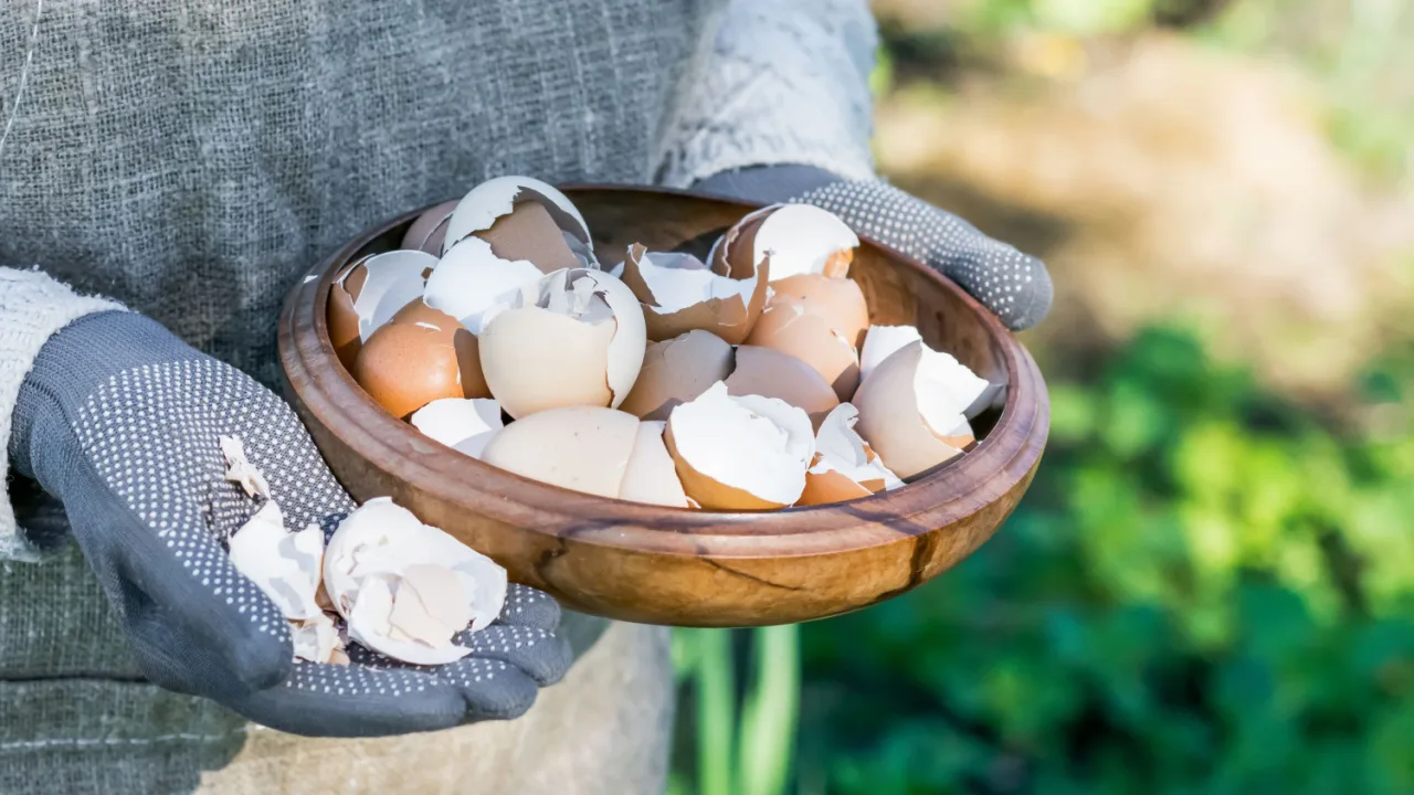 Mitkä ovat munankuoren uudelleenkäytön edut ja miksi sitä suositellaan?