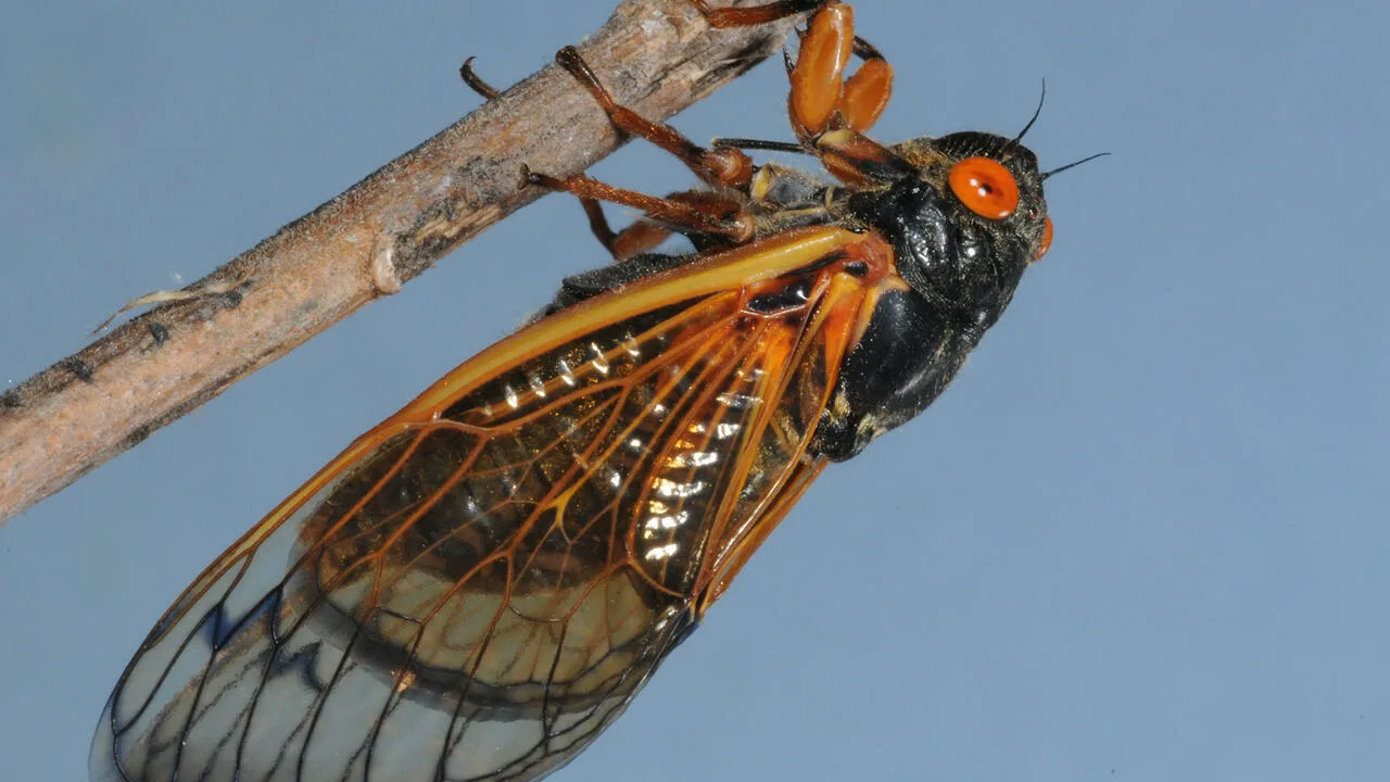 Kuinka keisarinna-sirkkojen siivet inspiroivat kehittyneiden teknologisten anturien kehittämiseen