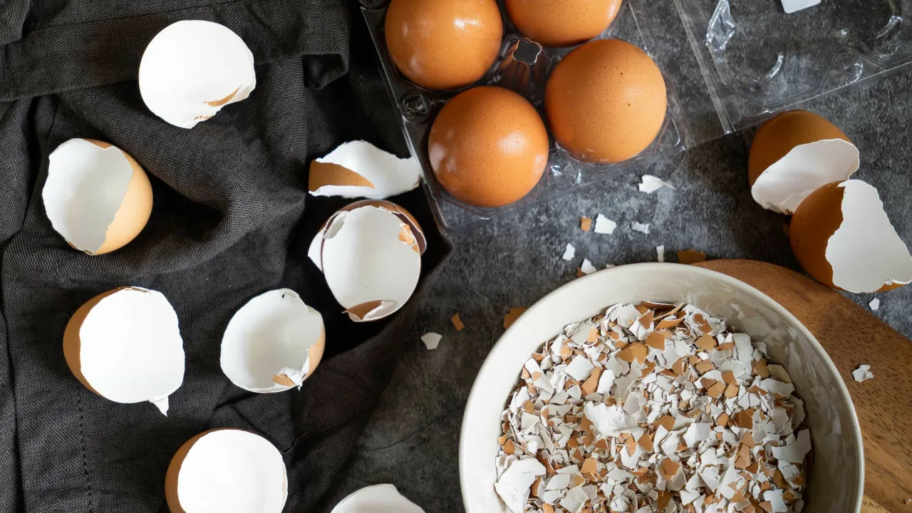 Jos sinulla on munankuoria, sinulla on aarre: miksi heittää ne pois, kun voit käyttää niitä uudelleen?