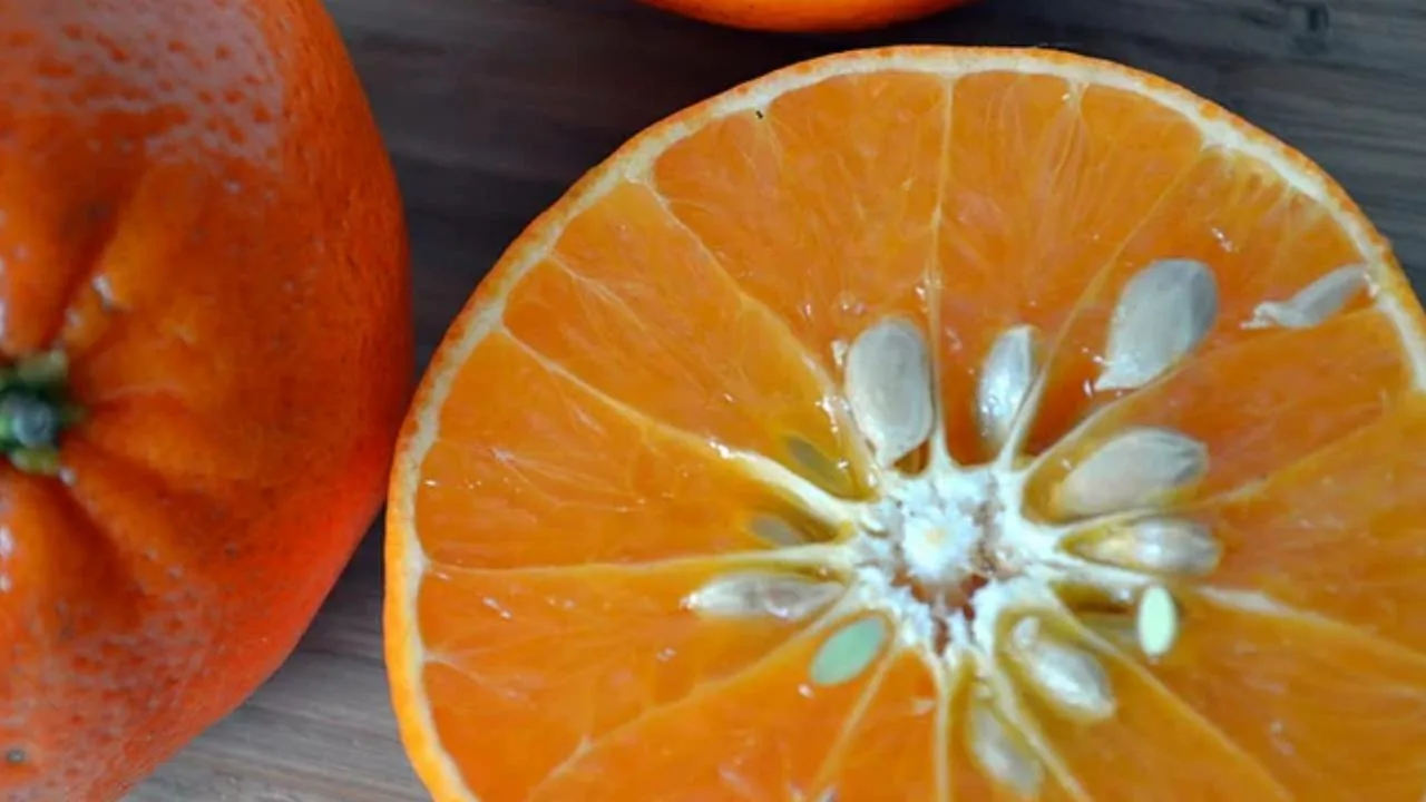 Älä heitä mandariinin siemeniä pois, ne ovat todellinen aarre: miten voit käyttää niitä uudelleen kasveissasi.