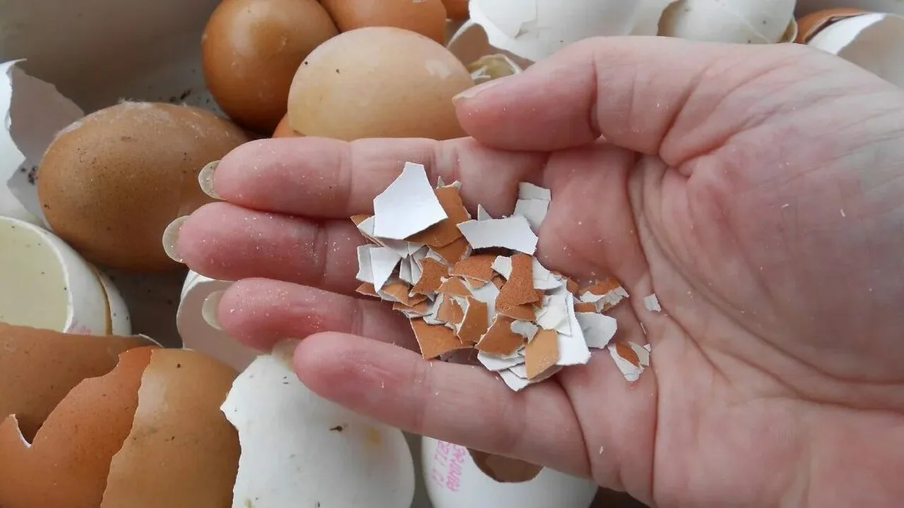 Jos sinulla on munankuoria, sinulla on aarre: miksi heittää ne pois, kun voit käyttää niitä uudelleen?