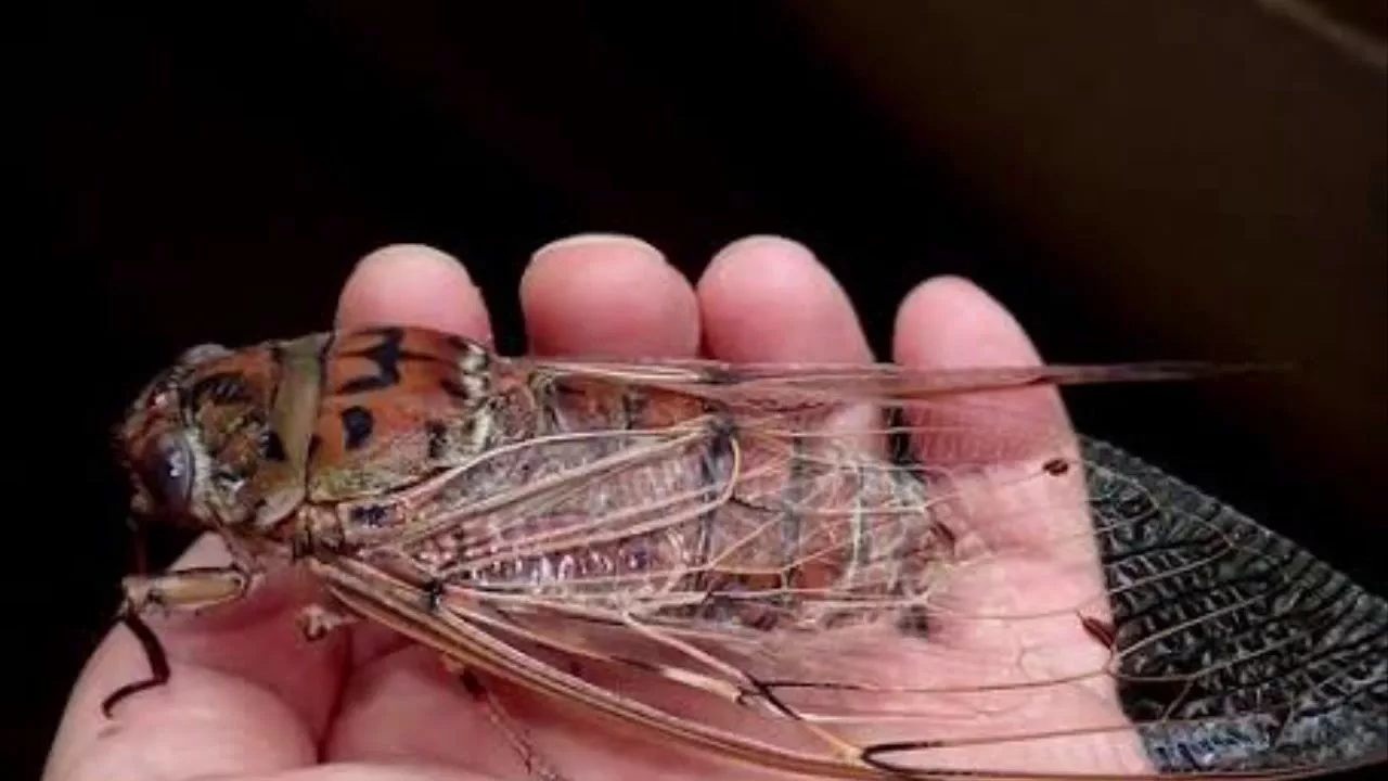 Kuinka keisarinna-sirkkojen siivet inspiroivat kehittyneiden teknologisten anturien kehittämiseen