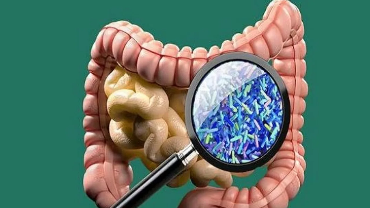 Suoliston mikrobiomi vaikuttaa ruoansulatukseen ja yleiseen terveyteen: avaimet sen vahvistamiseen.