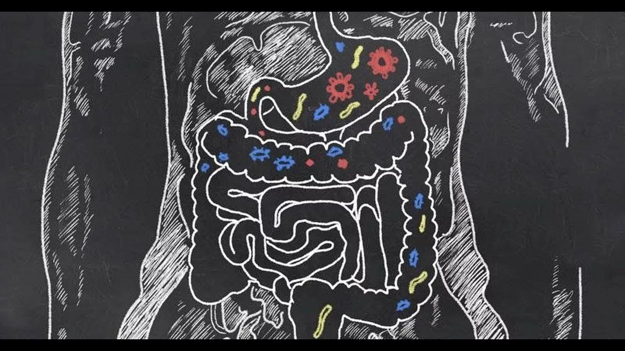 Suoliston mikrobiomi vaikuttaa ruoansulatukseen ja yleiseen terveyteen: avaimet sen vahvistamiseen.