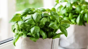Basilika sopii paitsi ruoanlaittoon myös muuhun: siksi sitä suositellaan istutettavaksi parvekkeelle.