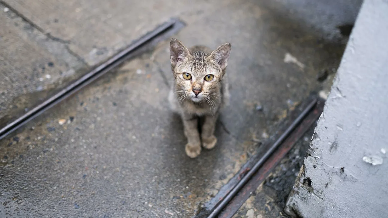 Luonnonsuojelulakien järjettömyys: ne kieltävät männynkäpyjen keräämisen, mutta sallivat kodittomien kissojen syödä suojeltuja eläinlajeja.