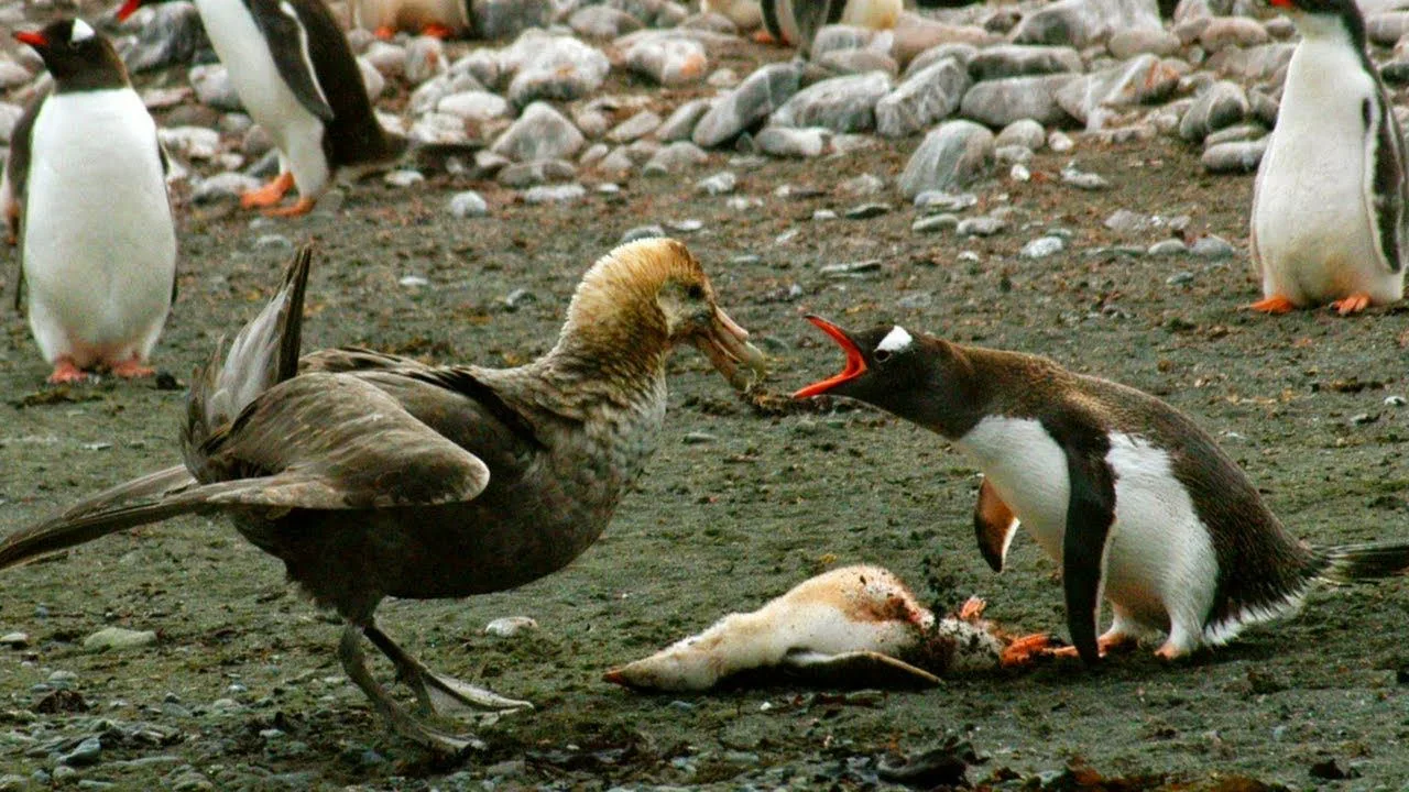 Pysyvien kemikaalien saastuttama ympäristö ulottuu jopa planeetan kaukaisimpiin kolkkiin, joissa linnut elävät.