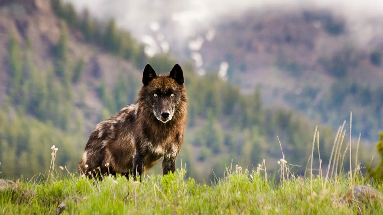 Tutkijat ovat järkyttyneitä: susia on tuotu takaisin Yellowstoneen, ja puita on ilmestynyt ensimmäistä kertaa 80 vuoteen.