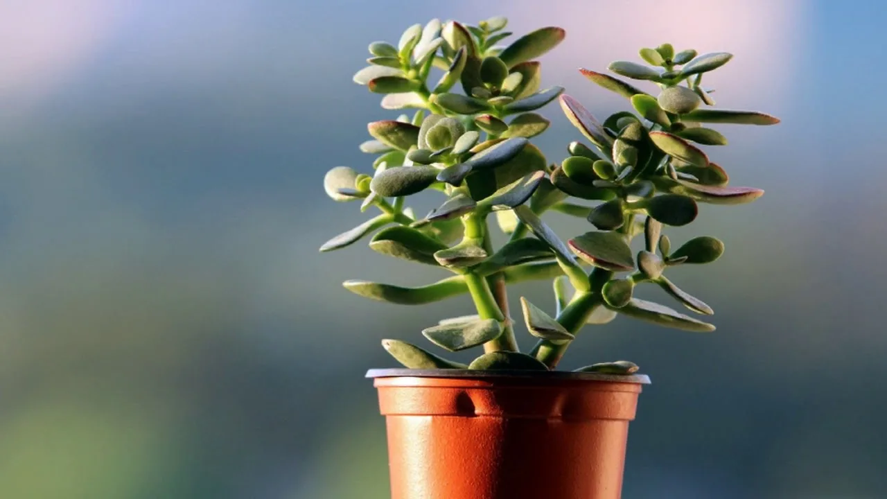 Kuinka suojata jade-puu kesän yleisimmältä tuholaiselta