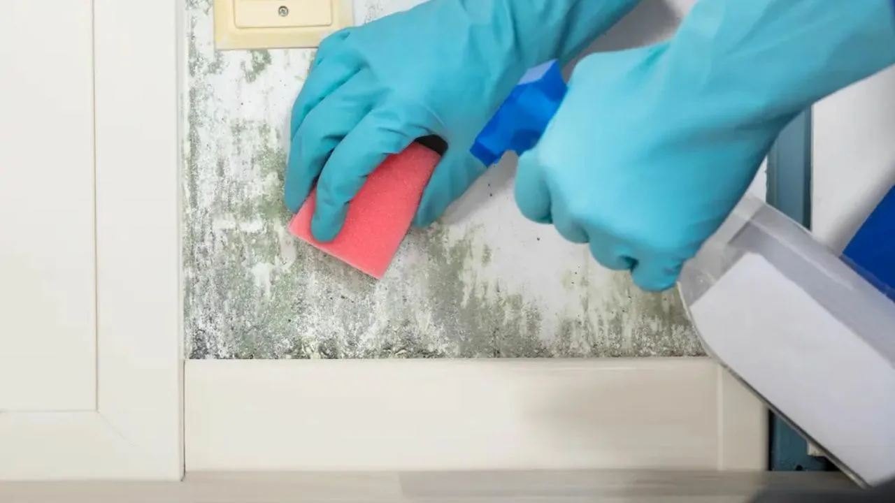 Kotitekoinen seos, joka on mullistanut mustan homeen poistamisen: paljon tehokkaampi kuin ruokasooda.