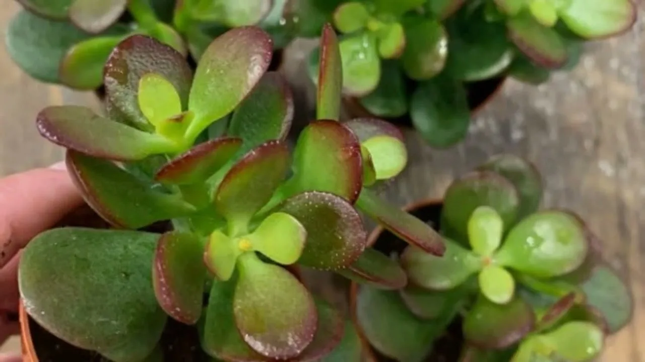 Kuinka suojata jade-puu kesän yleisimmältä tuholaiselta