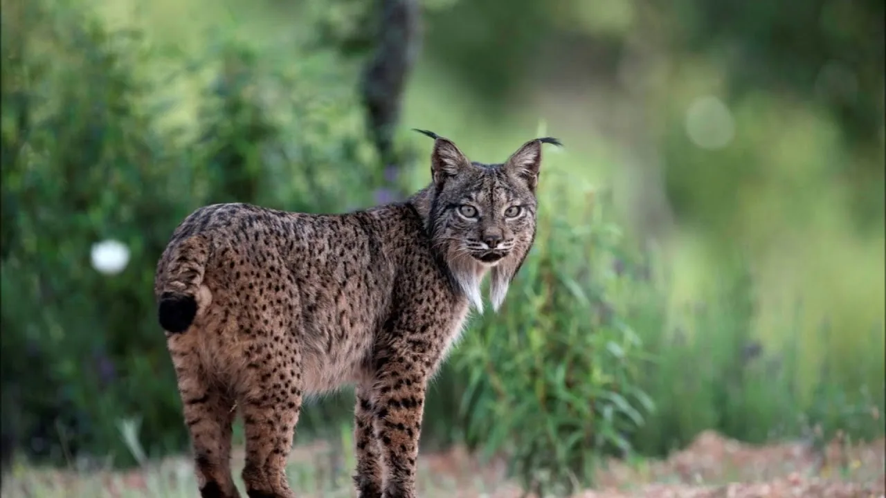Tutkijat ovat havainneet, että iberianilma levittää siemeniä ja muuttaa ekosysteemejä.