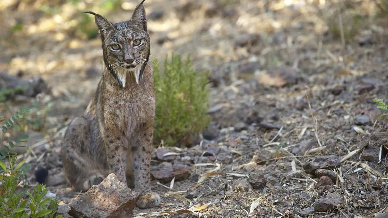 Tutkijat ovat havainneet, että iberianilma levittää siemeniä ja muuttaa ekosysteemejä.