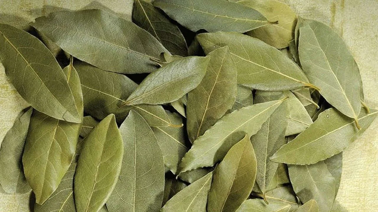Älä heitä kuivia laakerinlehtiä pois, ne ovat todellinen aarre: miten niitä voi käyttää uudelleen kasvien hoidossa.