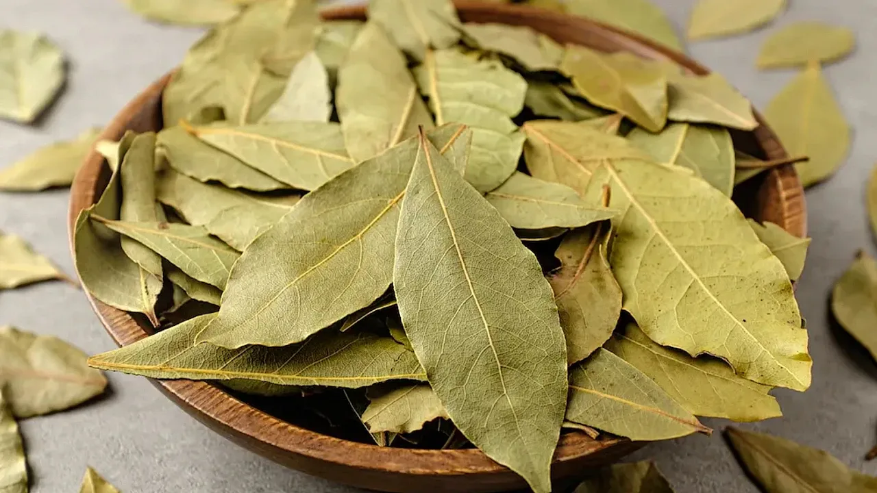 Älä heitä kuivia laakerinlehtiä pois, ne ovat todellinen aarre: miten niitä voi käyttää uudelleen kasvien hoidossa.