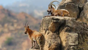 Ensi silmäyksellä se näyttää tavalliselta vuohelta, mutta todellisuudessa se on vaarallinen invasiivinen laji, joka tuhoaa Kanariansaarten ekosysteemejä.