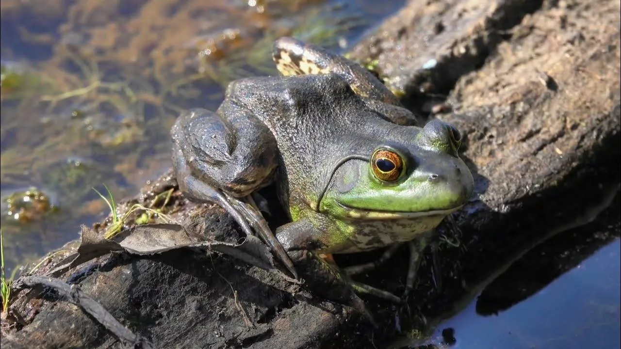 Tässä maassa on käytetty yli 200 000 euroa amfibioiden rampien rakentamiseen, ja se on täysin perusteltua.