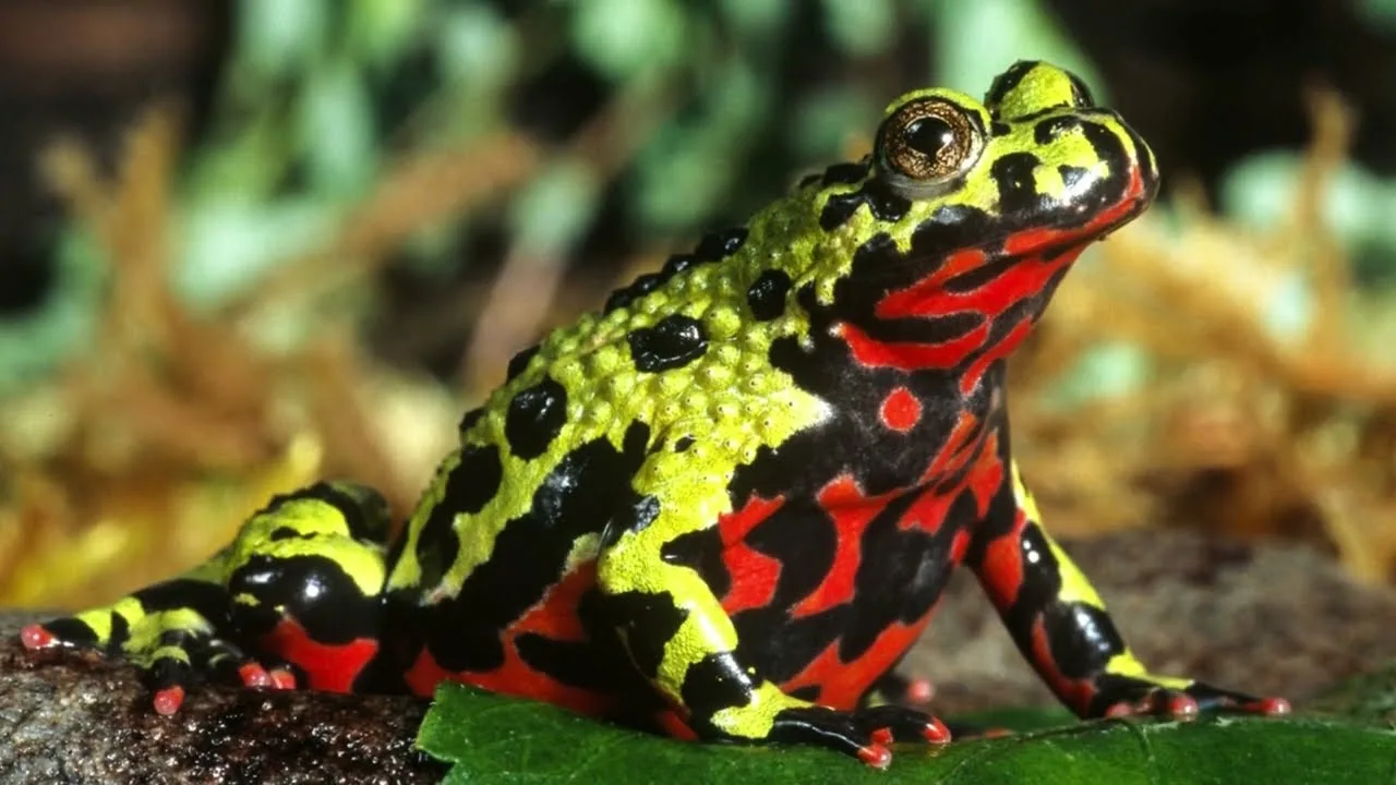 Tässä maassa on käytetty yli 200 000 euroa amfibioiden rampien rakentamiseen, ja se on täysin perusteltua.