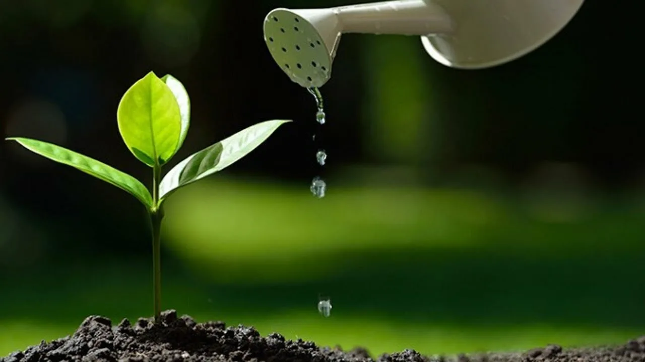 Kuinka valmistaa kotitekoisia hyönteismyrkkyjä ja lannoitteita insinöörin mukaan.