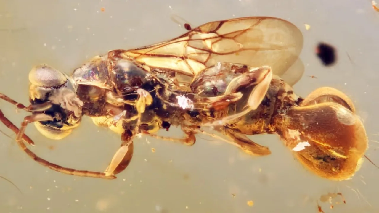 Tutkijat eivät voi uskoa sitä: maasta on löydetty uusi eläinlaji, jonka ikä on yli 100 miljoonaa vuotta.