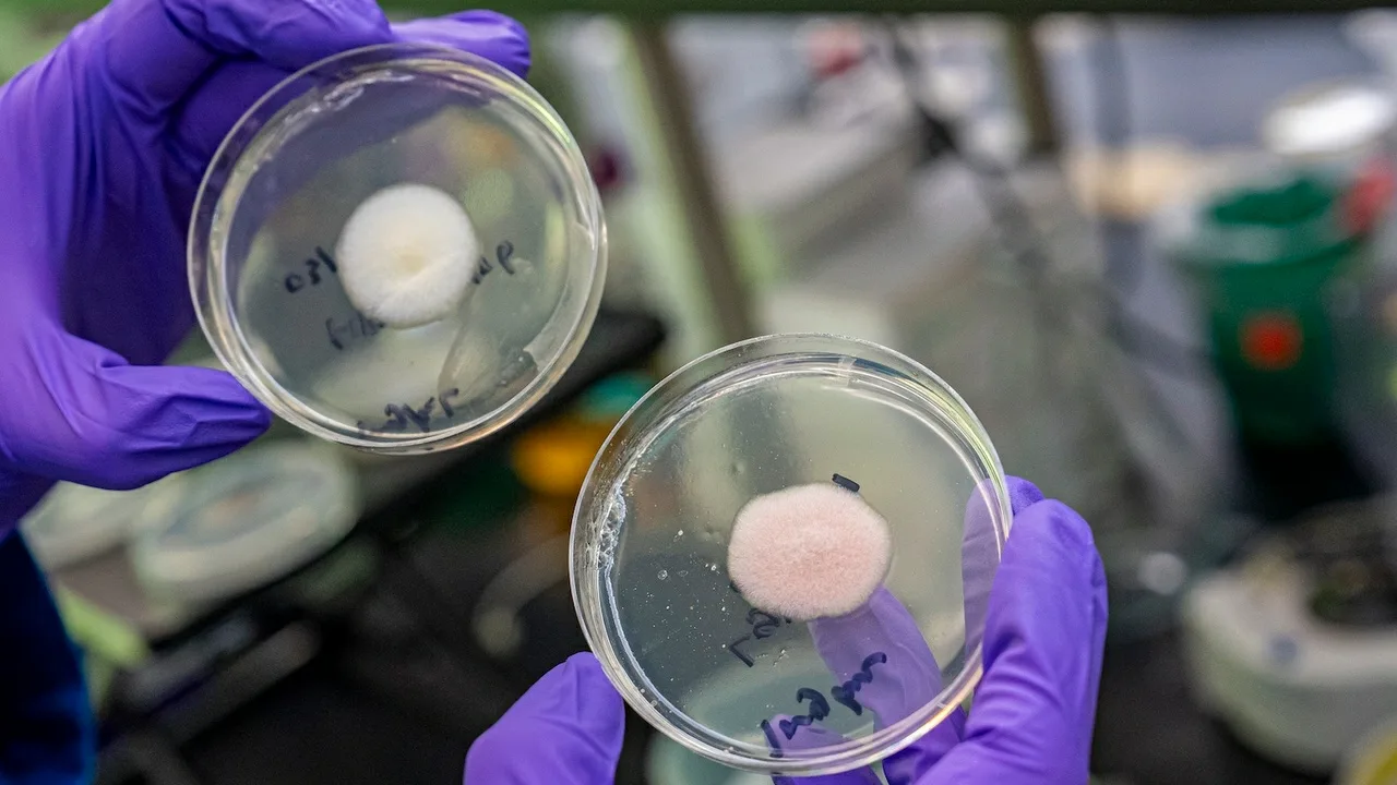 Se tuntui tieteiskirjallisuudelta, mutta se tapahtui. CRISPR-tekniikalla muunnettu sieni tuottaa enemmän proteiinia kuin liha, mutta kuluttaa vähemmän resursseja.