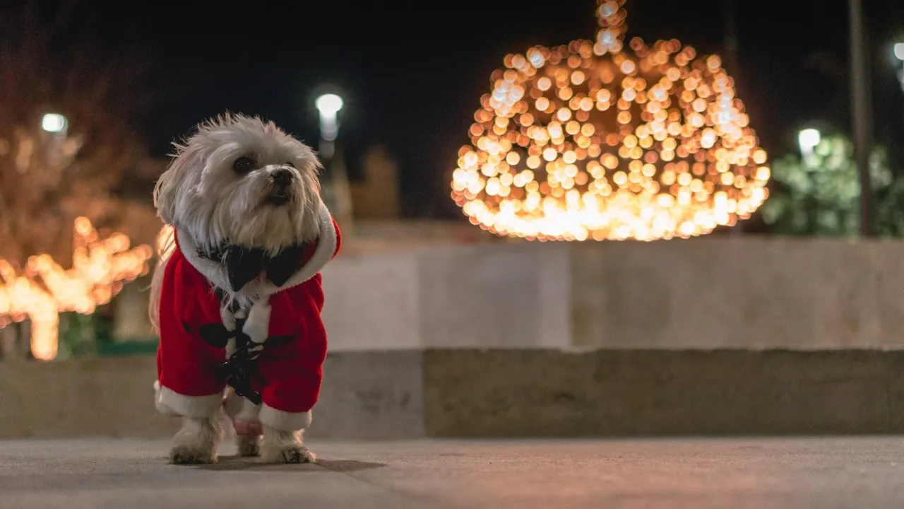 Ei rauhoittavia lääkkeitä, ei lääkkeitä: kuinka estää koirasi hermostuneisuus uudenvuodenyönä.