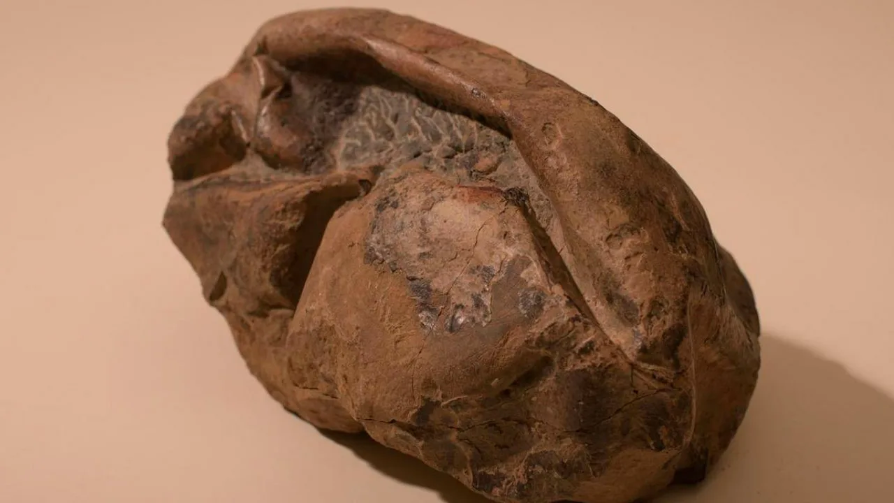 Tutkijat olivat järkyttyneitä löydettyään 68 miljoonaa vuotta vanhoja kivettyneitä munia Antarktikasta.