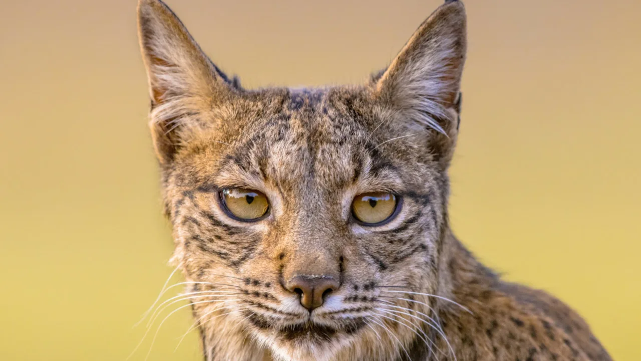 Tutkijat ovat hämmästyneitä: tämän maan ilvekset risteytyvät nyt keskenään eivätkä ole enää erillisiä populaatioita.