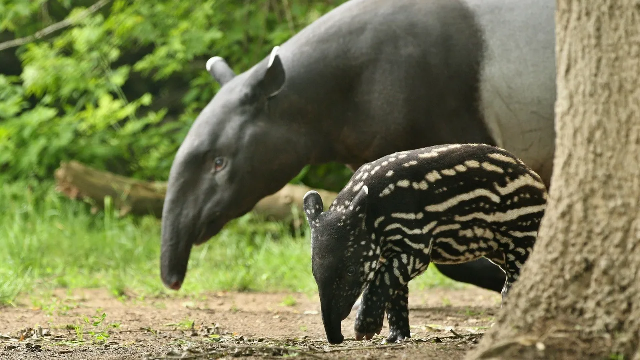 Tutkijat eivät voi uskoa sitä: Andalusiassa on syntynyt harvinainen, uhanalainen eläin.