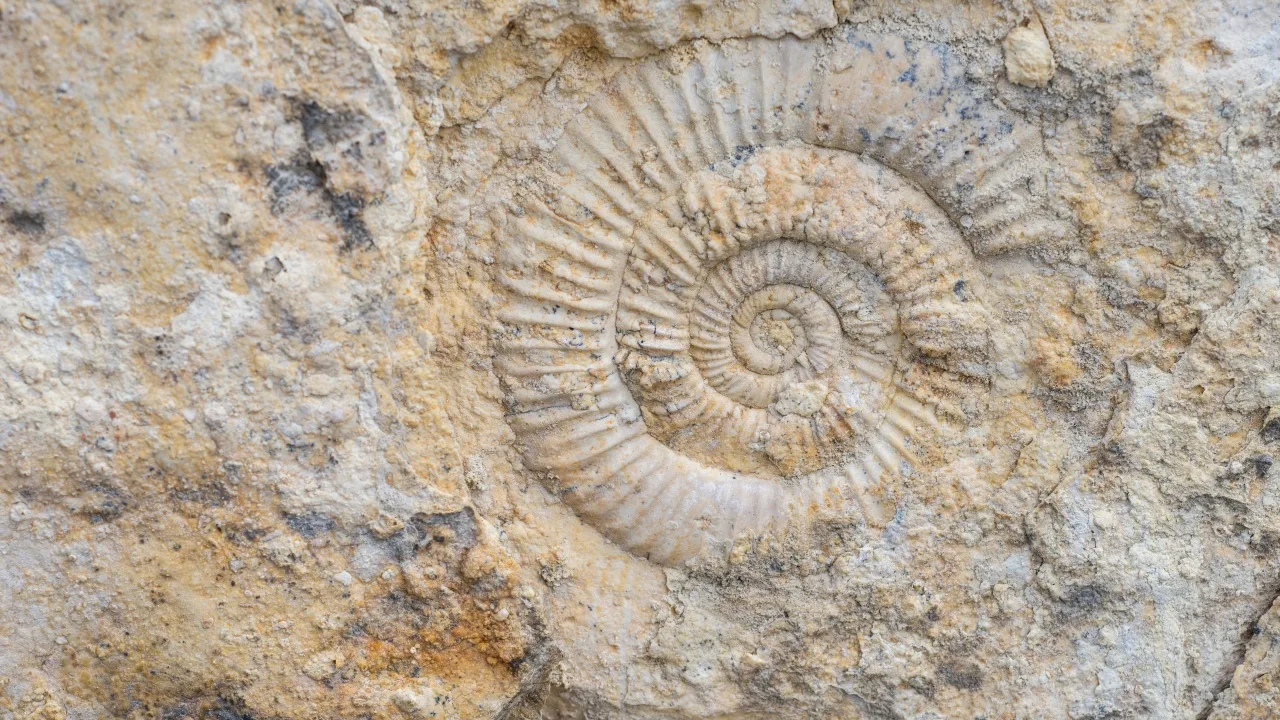 Arkeologit ovat löytäneet maasta monimutkaisen neoliittisen viestintäjärjestelmän, joka perustui merenkuorien käyttöön.