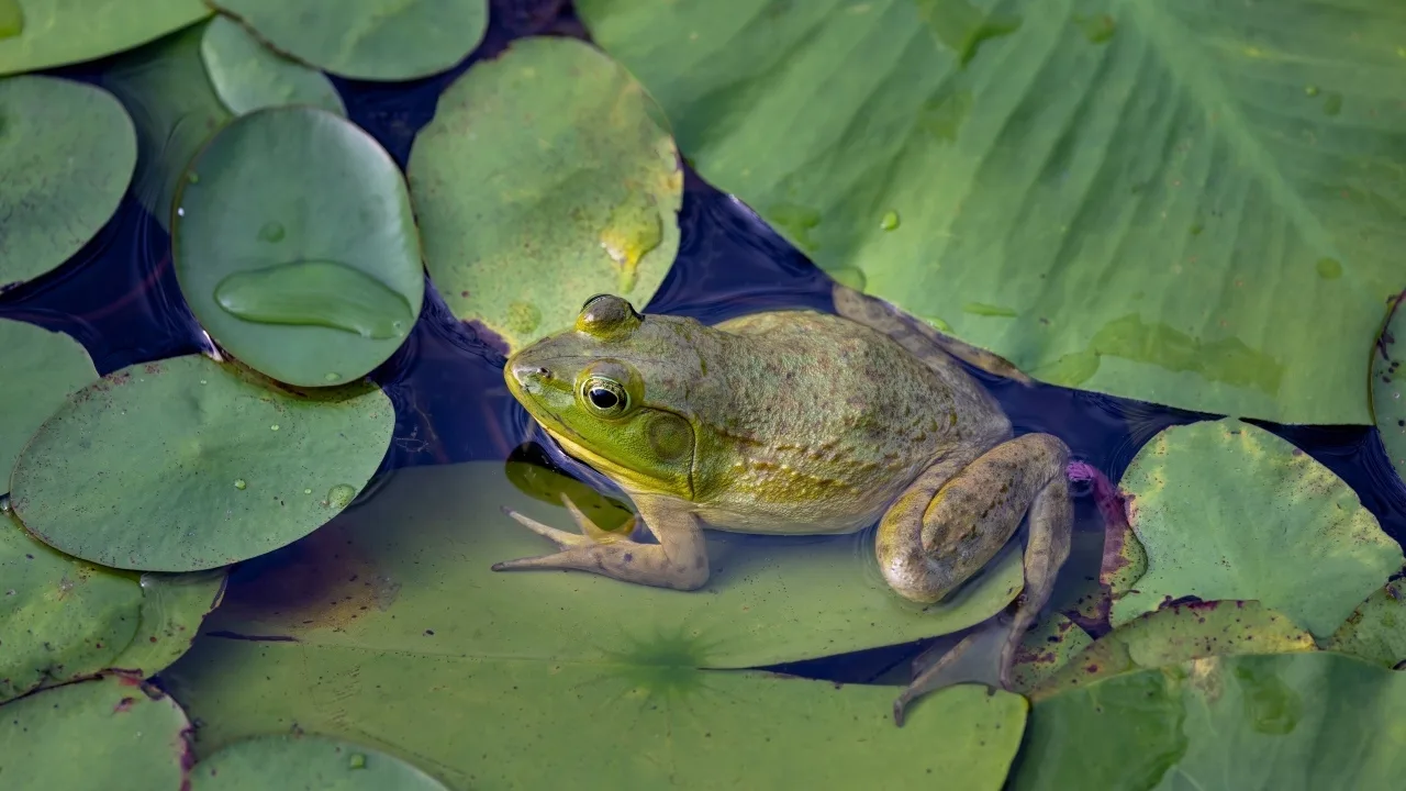 Zoologit eivät voi uskoa sitä: lampien sammakot syövät ampiaisia ja kestävät niiden pistot kuin ei mitään.