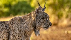 Tutkijat ovat havainneet, että iberianilma levittää siemeniä ja muuttaa ekosysteemejä.